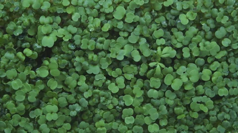 Microgreen. Stock Footage 248308465