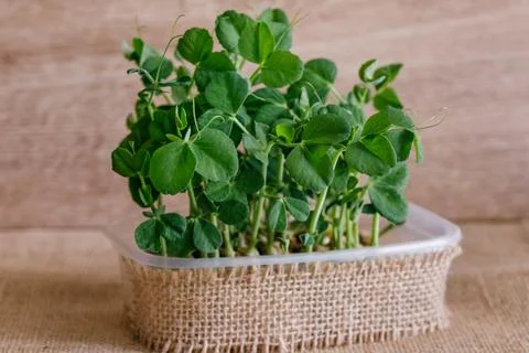 Microgreen of green peas Stock Photos