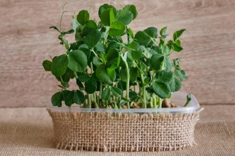 Microgreen of green peas Stock Photos