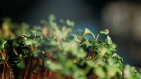 Microgreen in the grow Stock Footage 125458612