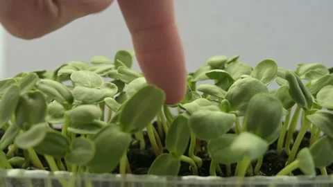 Microgreen growing at home Stock Footage 188178810