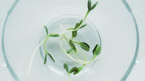 Microgreen leaves. Stock Footage 260333896