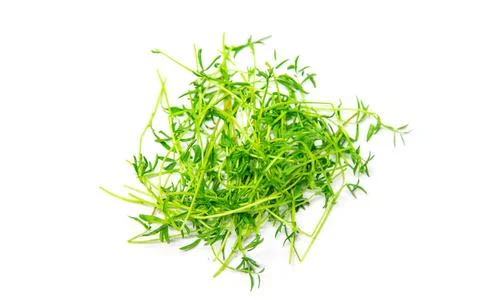 Microgreen lentils on a white background isolate. Selective focus. Stock Photos