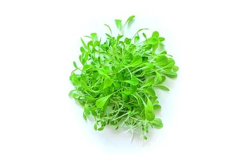 Microgreen lettuce isolate on white background. Selective focus. Stock Photos