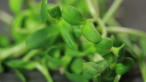 Microgreen macro Stock Footage 140995847