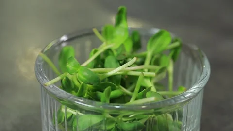 Microgreen macro Stock Footage 140996428