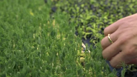 A microgreen or Sprouts are raw living sprout vegetables Stock Footage 234130847