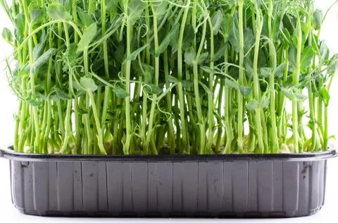Microgreen pea seedlings close-up, side view. Young sprouts of peas Stock Photos
