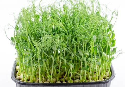 Microgreen pea seedlings close-up, side view. Young sprouts of peas Stock Photos