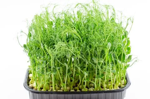 Microgreen pea seedlings close-up, side view. Young sprouts of peas Stock Photos
