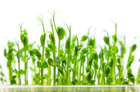 Microgreen pea sprouts isolate on a white background. Selective focus. Stock Photos