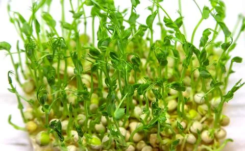 Microgreen pea sprouts isolate on a white background. Selective focus. Foto stock