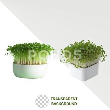 Microgreen PSD Template