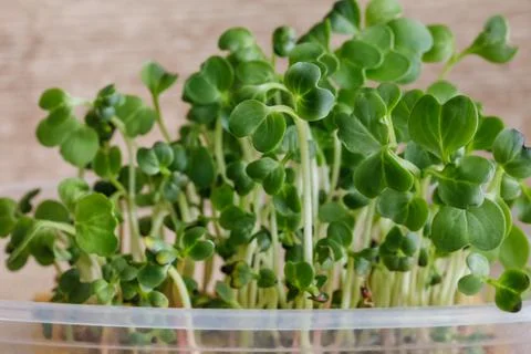 Microgreen of radish in a container Stock Photos