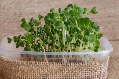 Microgreen of radish in a container Stock Photos