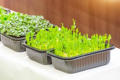 Microgreen. radish sprouts in plastic container on the counter of a supermark Stock Photos