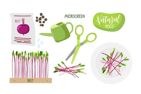 Microgreen for salad. Seeds pack, beet seeds for planting, fresh little plants Stock Illustration