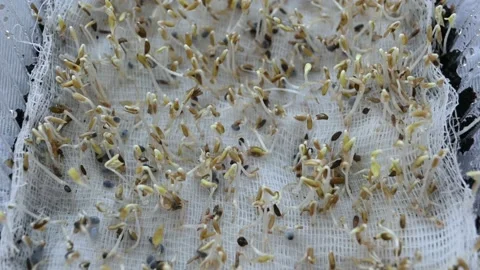 Microgreen seeds Stock Footage 181882587