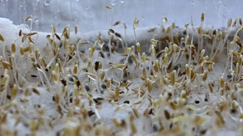 Microgreen seeds Stock Footage 181893515