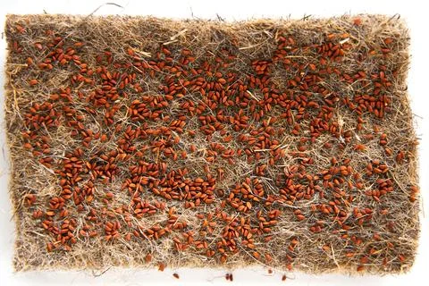 Microgreen seeds sorted in plastic boxes. Home eco greenery Stock Photos