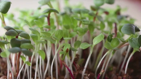 Microgreen sprouting Stock Footage 128708585