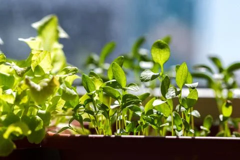 Microgreen sprouts and seedlings Stock Photos