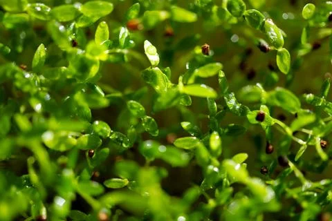 Microgreen sprouts close-up Stock Photos