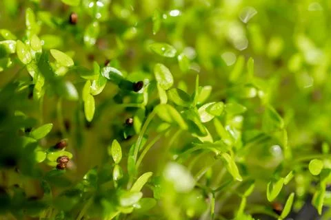 Microgreen sprouts close-up Stock Photos