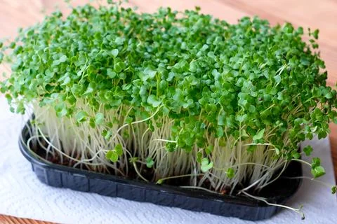 Microgreen sprouts in a container. Cabbage grows on the windowsill Stock-Fotos