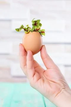 Microgreen sprouts in eggshell. Easter decorations. Easter egg. Stylish rural Stock Photos