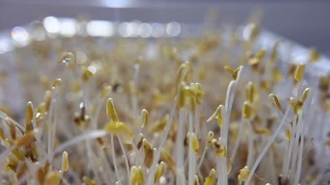 Microgreen sprouts Stock Footage 181543095
