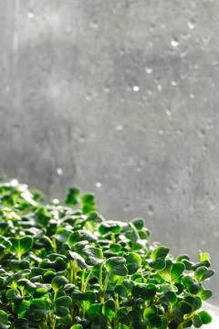 Microgreen sprouts on a gray background. Stock Photos