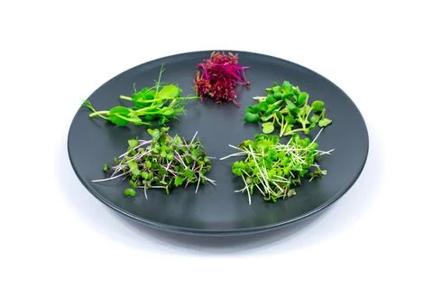 Microgreen sprouts of peas, red cabbage, amaranth, mustard, radish on a gray Stock Photos