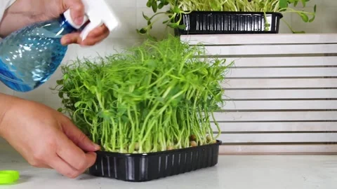 Microgreen sprouts in plastic boxes Video stock 246427296