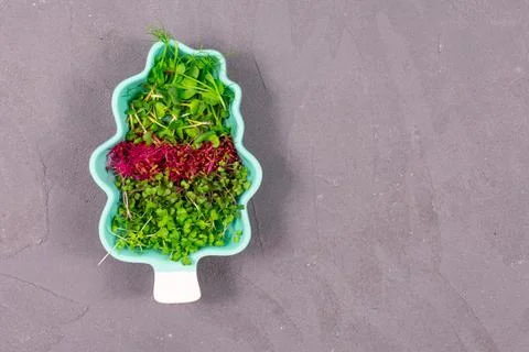 Microgreen sprouts in a plate in the shape of a tree on a gray background Foto stock