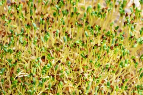 Microgreen sprouts sprouting densely in tray under bright light Stock Photos
