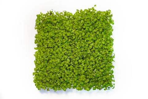 Microgreen sprouts on white background. view from above Stock Photos