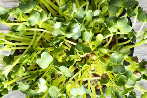 Microgreen top view Stock Photos