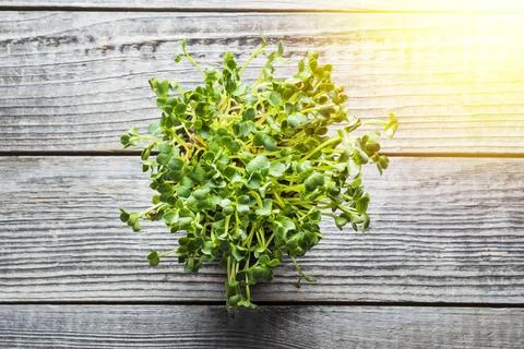 Microgreen top view Stock Photos