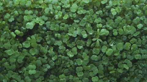 Microgreen with water drops. Stock Footage 248309348