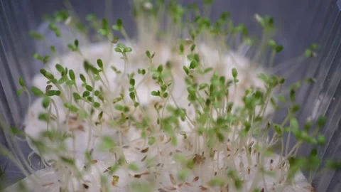 Microgreen watercress salad in close-up, the process of growing. Stock Footage 138741031