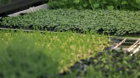 A microgreen is a young vegetable green. Stock Footage 234130843