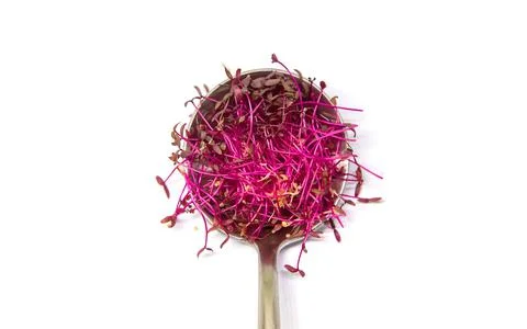 Microgreens amaranth isolate on a white background. Selective focus. Stock Photos