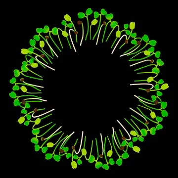 Microgreens Arugula. Arranged in a circle. Black background Stock Illustration