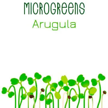 Microgreens Arugula. Seed packaging design. Sprouting seeds of a plant Stock Illustration