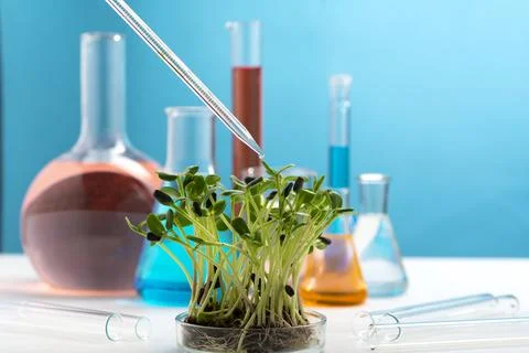 Microgreens on the background of chemical flasks with multi-colored liquids.. Stock Photos