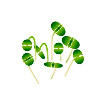 Microgreens Basil. Bunch of plants. White background Stock Illustration