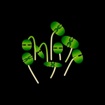 Microgreens Basil. Bunch of plants. White background. Black background Stock Illustration