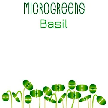 Microgreens Basil. Seed packaging design. Sprouting seeds of a plant Stock Illustration