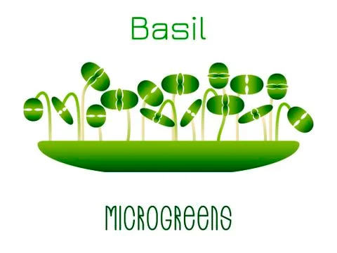 Microgreens Basil. Sprouts in a bowl. Sprouting seeds of a plant. Vitamin sup Stock Illustration